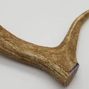 Horn Dammwild mit Spitz